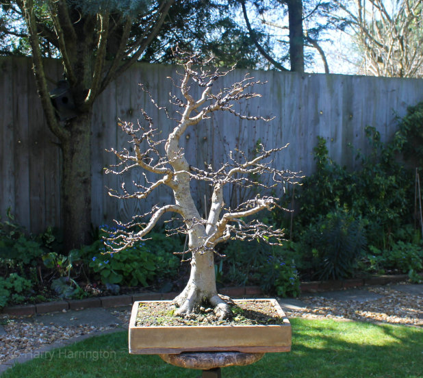 hornbeam bonsai